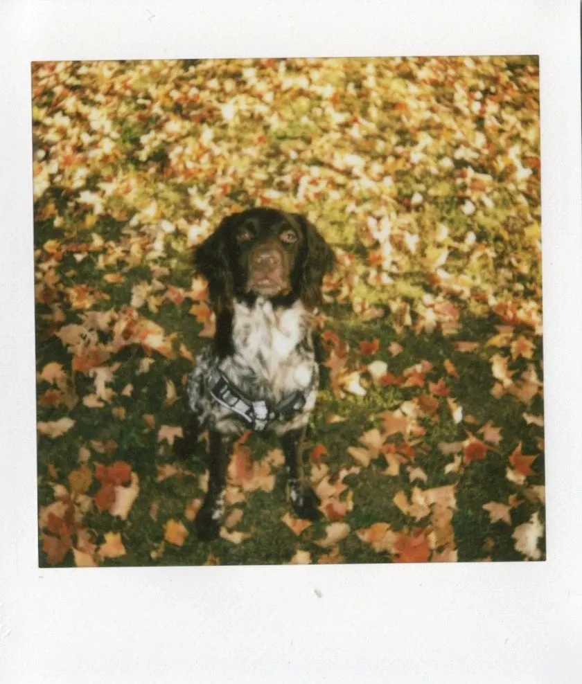 Скан снимка собаки на instax SQUARE 2 с тёплым фильтром Warm