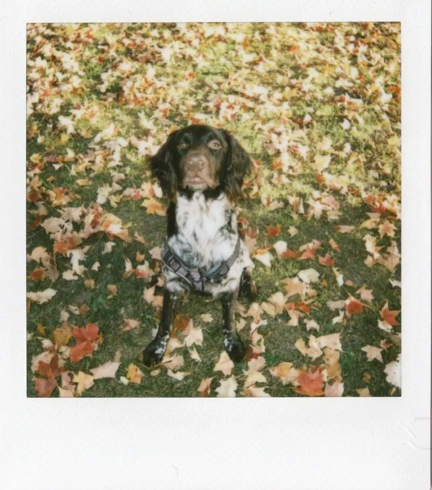 Скан снимка собаки в осенних листьях на instax SQUARE 2 без фильтра