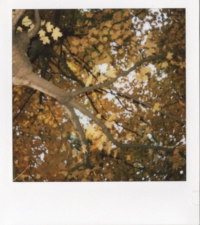 Квадратный отпечаток с ветвями и жёлтой осенней листвой, instax SQUARE 2