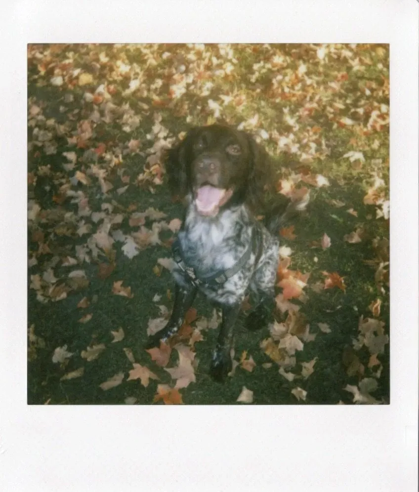 Скан снимка собаки на instax SQUARE 2 с холодным фильтром Cool